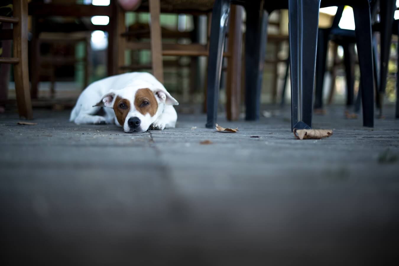 Puppy at a restaurant