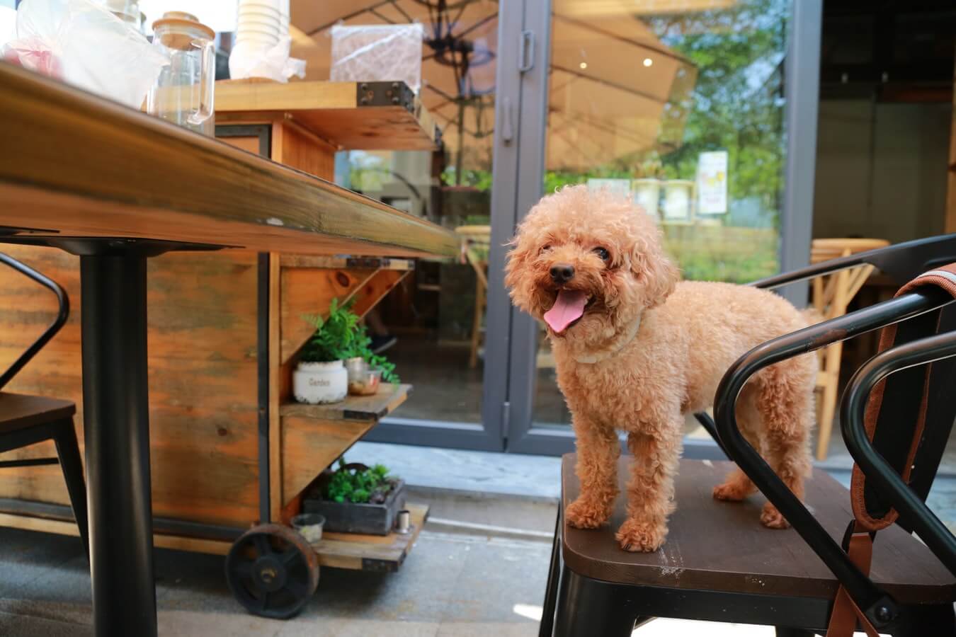 Dog on a chair