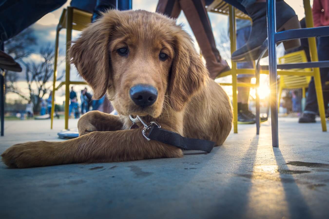 Dog laying under chairs