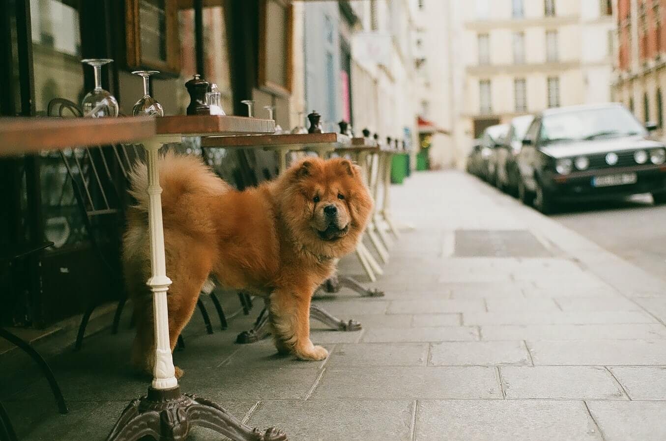 Dog under a table