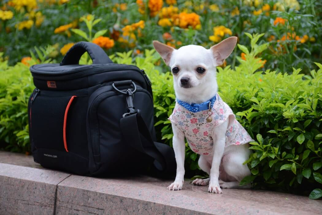 Your pup needs its own bag during travel.