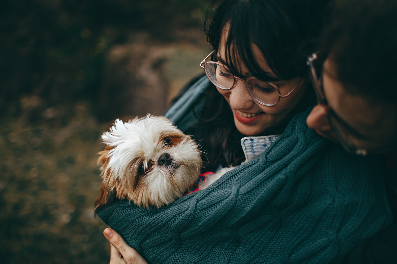 A dog in a scarf