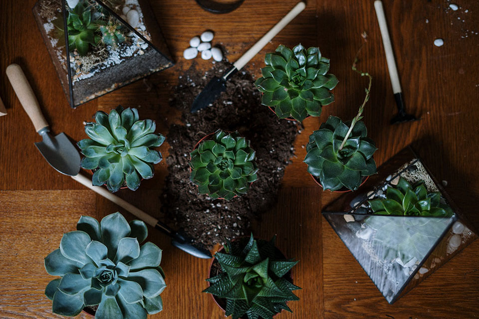 Plants on a brown wooden table