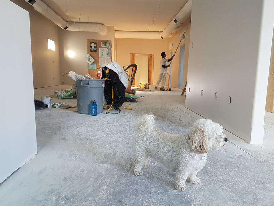 Man painting with dog in a room after the moving company has left