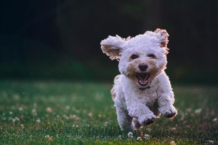 A canine running on the grass