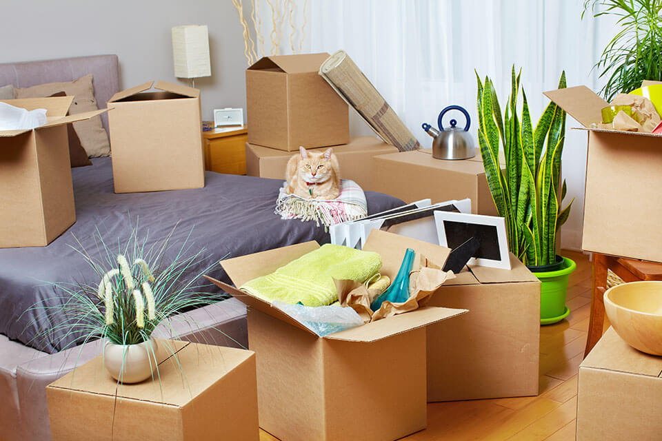 A cat sitting in a room full of packed items