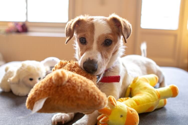 A puppy surrounded by toys