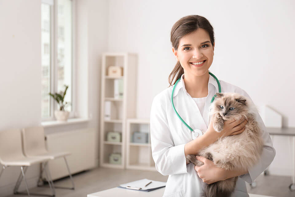 A vet holding a cute cat