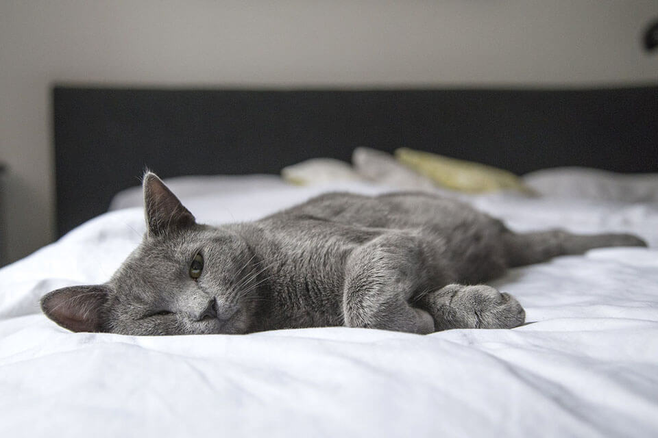 A cat napping on a bed