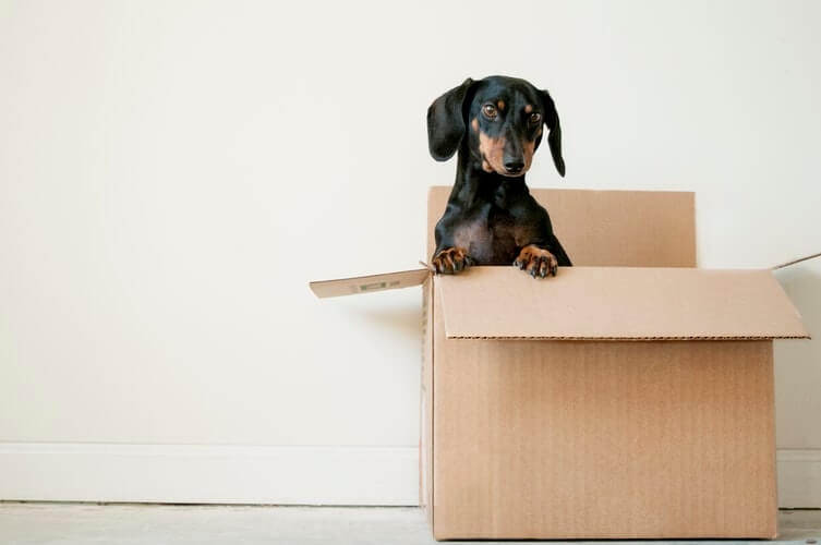 A black canine in a carton box