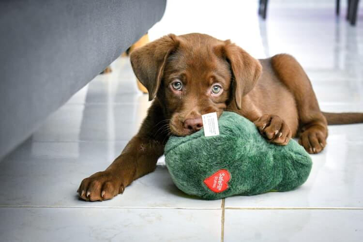 Brown puppy chewing a green toy