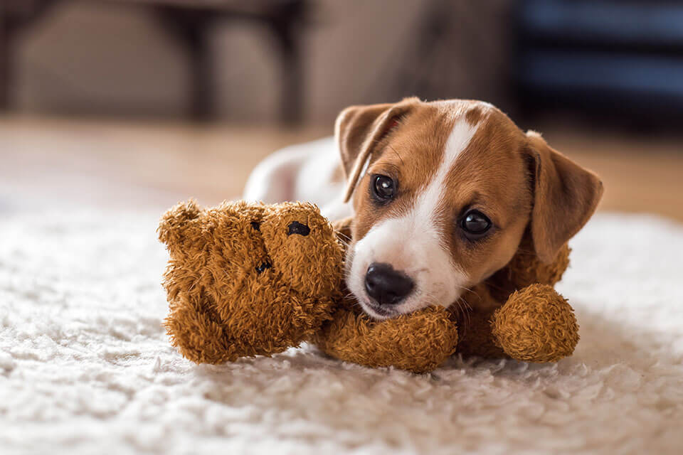 A puppy leaning on a teddy bear