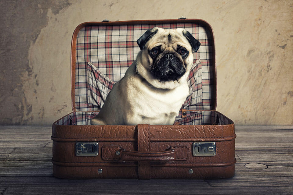 A mops sitting in the suitcase