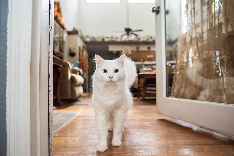 A white cat standing at the door